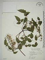 藏品(梨山小蓑衣藤)的圖片