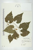 藏品(青牛膽)的圖片