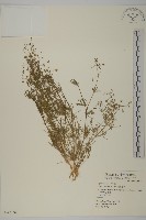 藏品(大瓜槌草)的圖片