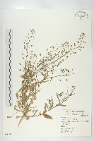 藏品(獨行菜)的圖片