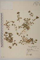 藏品(繁縷)的圖片