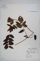 藏品(阿里山忍冬、漸尖葉忍冬)的圖片