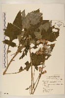 藏品(黃花三七草)的圖片