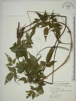 藏品(小木通)的圖片