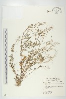 藏品(台灣碎米薺)的圖片