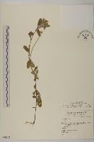 藏品(日本假蓬)的圖片