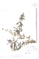 藏品(秋分草)的圖片