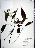 藏品(角桐草、台灣半蒴苣苔)的圖片