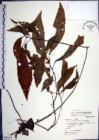 藏品(角桐草、台灣半蒴苣苔)的圖片