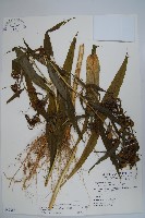 藏品(大本山梗菜)的圖片