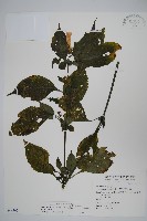 藏品(腺萼馬藍)的圖片