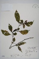 藏品(腺萼馬藍)的圖片