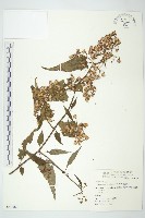 藏品(蔓黃菀)的圖片