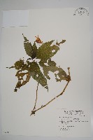 藏品(紫花鳳仙花)的圖片