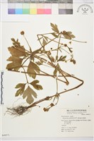 藏品(水辣菜、禺毛茛)的圖片