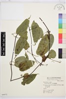 藏品(亨利氏鐵線蓮)的圖片