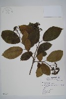 藏品(破布烏)的圖片