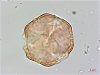 藏品(破布烏)的圖片