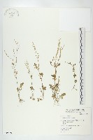 藏品(碎米薺)的圖片