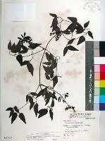 藏品(大肚山威靈仙)的圖片