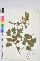 藏品(扛香藤)的圖片