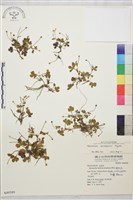 藏品(鹿場毛茛)的圖片