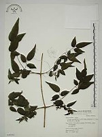 藏品(梨山小蓑衣藤)的圖片