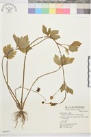 藏品(水辣菜、禺毛茛)的圖片