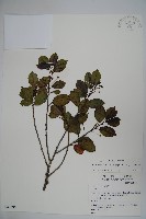 藏品(刻脈冬青)的圖片