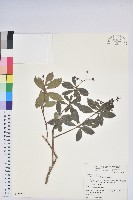 藏品(臺灣馬醉木)的圖片