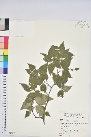 藏品(臺灣水青岡)的圖片