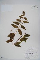 藏品(阿里山忍冬、漸尖葉忍冬)的圖片