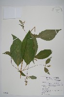 藏品(日本牛膝)的圖片