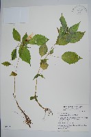 藏品(黃花鳳仙花)的圖片