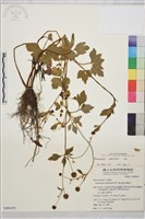 藏品(鉤柱毛茛)的圖片