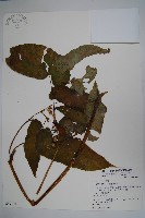 藏品(圓果秋海棠)的圖片