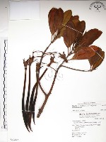 藏品(水筆仔)的圖片