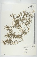 藏品(臭濱芥、臭薺)的圖片