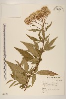 藏品(臺灣澤蘭)的圖片