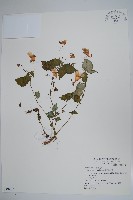 藏品(紫花鳳仙花)的圖片