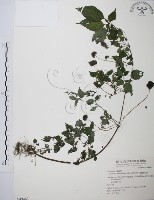 藏品(長梗盤花麻)的圖片