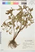 藏品(水辣菜、禺毛茛)的圖片