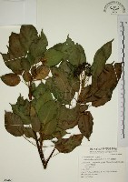 藏品(昆欄樹)的圖片