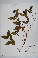 藏品(阿里山忍冬、漸尖葉忍冬)的圖片