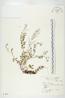 藏品(焊菜)的圖片