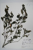 藏品(曲莖馬藍)的圖片