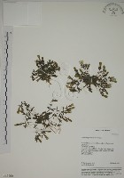 藏品(黃斑龍膽)的圖片