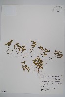 藏品(山桔梗)的圖片