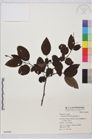 藏品(鼠李、臭李子)的圖片