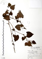 藏品(臭腥草、蕺菜)的圖片